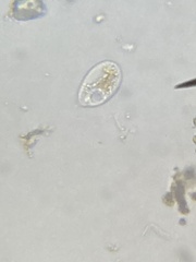 Euglenozoa