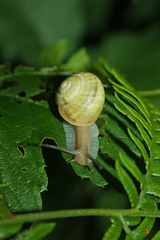 Cepaea nemoralis