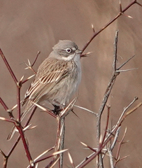 Artemisiospiza nevadensis