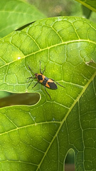 Oncopeltus cingulifer