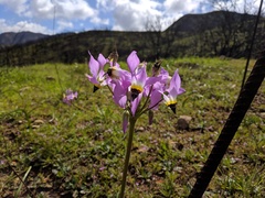 Primula clevelandii