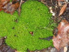 Syrrhopodon gaudichaudii