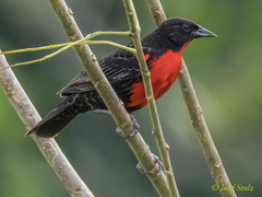 Leistes militaris