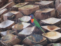 Trichoglossus moluccanus