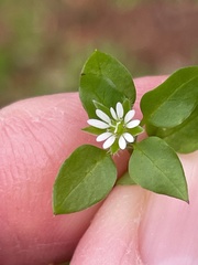 Stellaria media