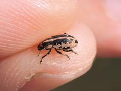 Eudiagogus rosenschoeldi