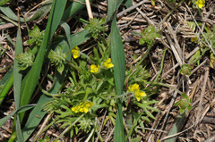 Ceratocephala testiculata