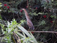 Tigrisoma fasciatum