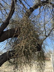 Phoradendron californicum