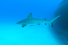 Carcharhinus perezii