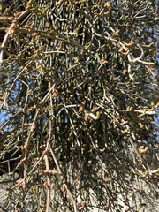 Phoradendron californicum