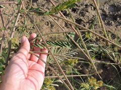 Eudiagogus rosenschoeldi