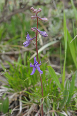 Delphinium nuttallianum