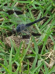 Brachythemis leucosticta