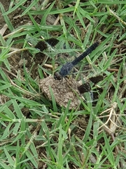 Brachythemis leucosticta