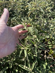 Croton linearis