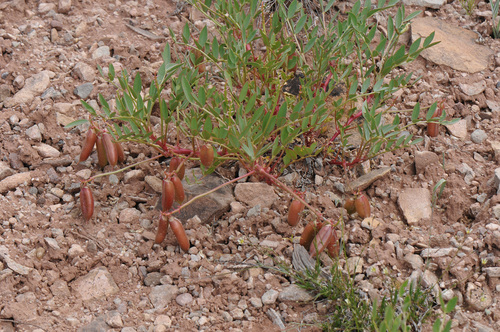 Image of Astragalus iselyi by (c) Todd Boland, some rights reserved (CC BY)