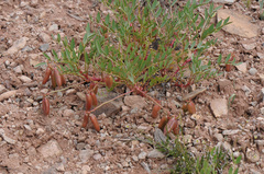 Astragalus iselyi