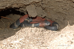 Micrurus pyrrhocryptus