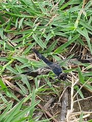 Brachythemis leucosticta