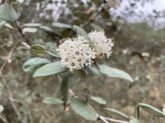 Ceanothus crassifolius