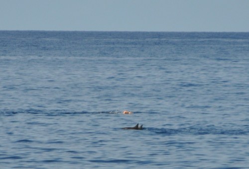 Stenella longirostris