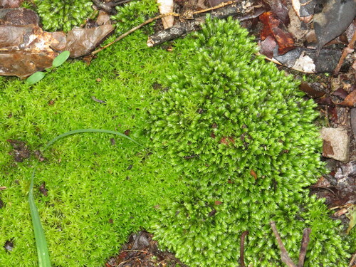 Syrrhopodon gaudichaudii observed 2022-12-29