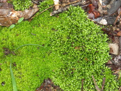 Syrrhopodon gaudichaudii