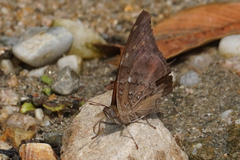 Historis acheronta