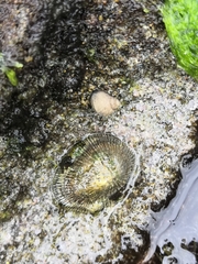 Siphonaria pectinata