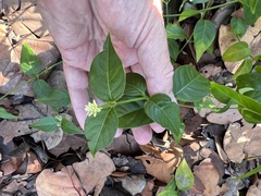 Alternanthera flavescens