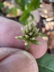 Alternanthera flavescens