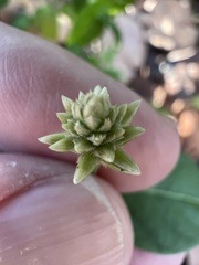Alternanthera flavescens