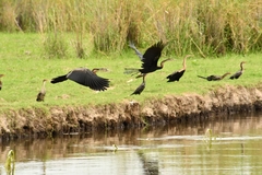 Anhinga