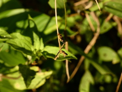 Hypanthidioides insularis