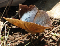 Kallima horsfieldii