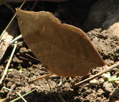 Kallima horsfieldii