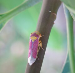 Proconiini