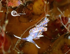 Facelina auriculata