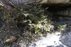 Pellaea pteroides