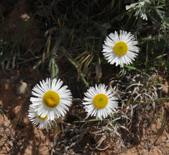 Erigeron concinnus