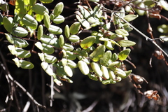 Pellaea pteroides