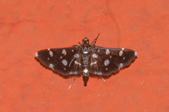 Bocchoris inspersalis