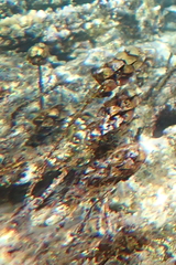 Turbinaria decurrens