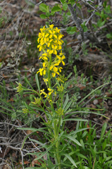 Erysimum asperum