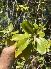 Quadrella jamaicensis