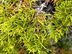 Halocarpus bidwillii