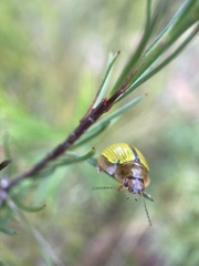 Paropsisterna hectica