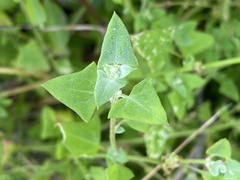 Chenopodium trigonon