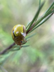 Paropsisterna hectica